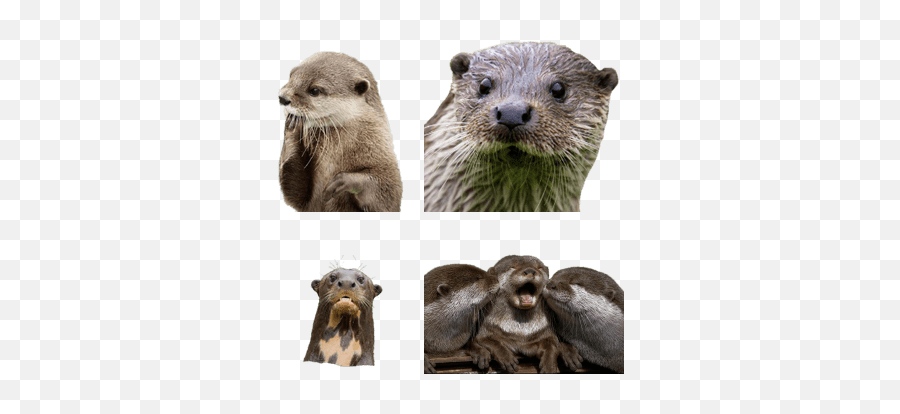 Otters Transparent Png Images - Stickpng High Resolution Happy Otter,Otter Png