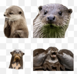 Otters Transparent Png Images - Stickpng High Resolution Happy Otter,Otter Png