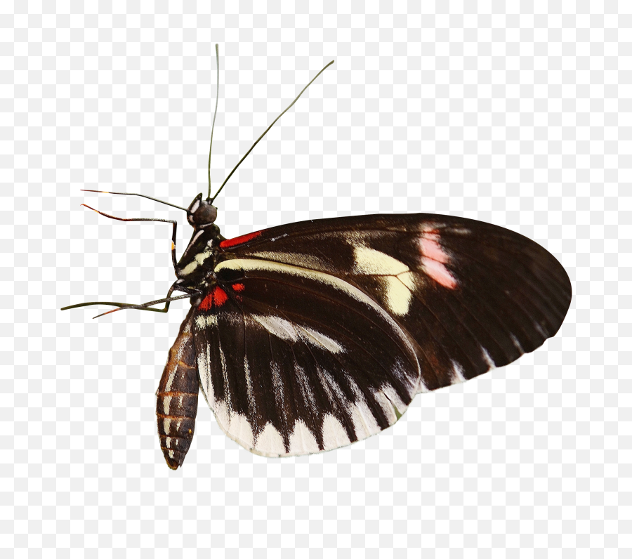 Butterfly Png Transparent Image - Pngpix Butterflies,Butterfly Png
