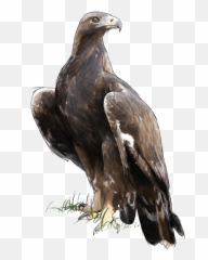 Download Cim Dàligues - Aliga Daurada Png,Aguila Png