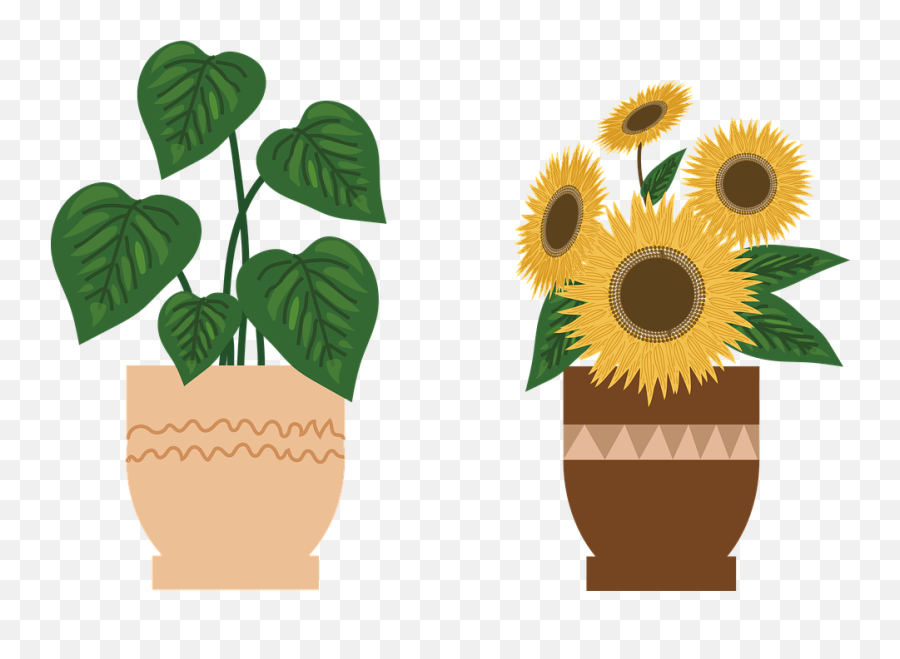 Potted Plant Sunflower Flowers - Free Image On Pixabay Potted Sunflower Plants Png,Potted Plant Png