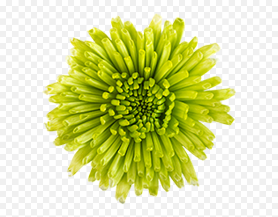 Washington Floral Service - Pompoms Chrysanthemum Png,Green Flower Png