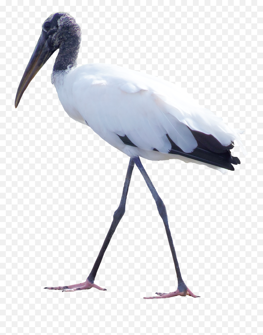 Bird White Stork Feather Clip Art - Transparent Crane Bird Png,Crane Bird Png