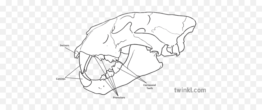 Teeth Diagram Animal Science Ks2 Black - Labeled Lion Teeth Diagram Png,Aniami Teeth Icon