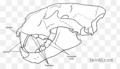 Teeth Diagram Animal Science Ks2 Black - Labeled Lion Teeth Diagram Png,Aniami Teeth Icon