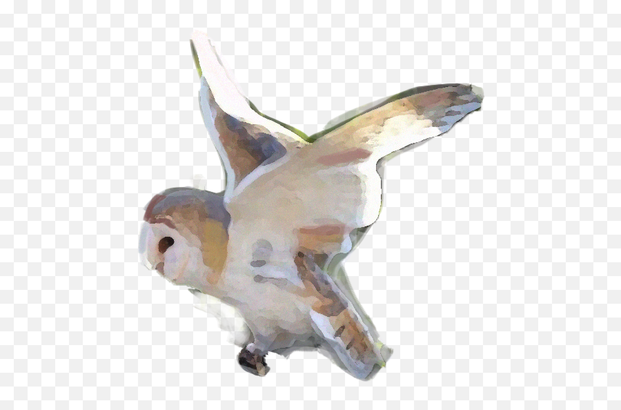 Barn Owl - Zoo Ecomuseum Barn Owl Png,Barn Owl Icon