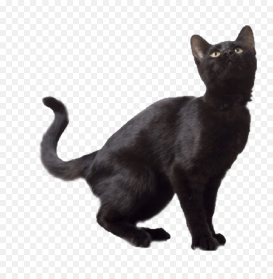 Black Cat Transparent Background - Black Cat White Background Png,Cat With Transparent Background