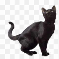 Black Cat Transparent Background - White png