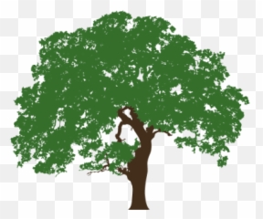 Download Texas Live Oak Illustration - Tree Clip Art png