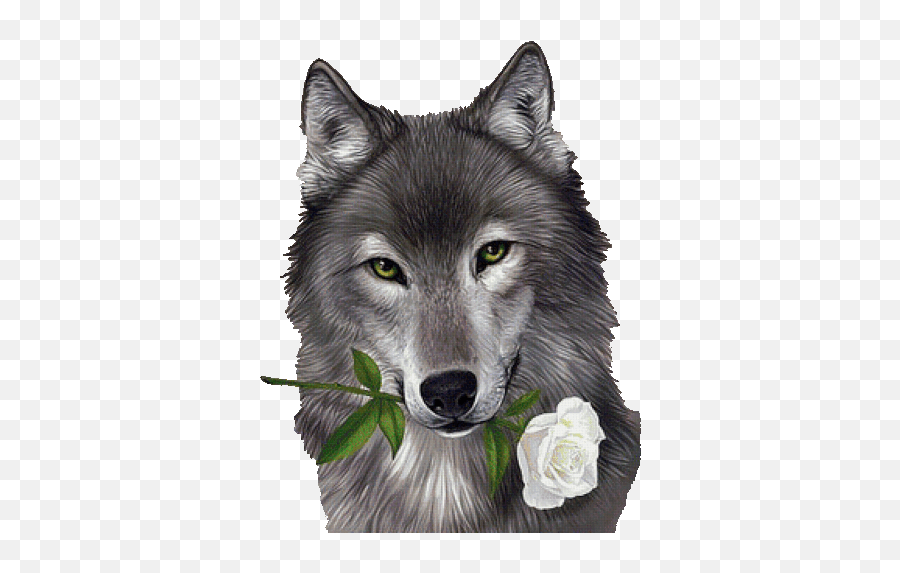 Wolf Rose Sticker - Wolf Rose Flower Discover U0026 Share Gifs Wolf With White Rose Png,Wolf Howl Icon