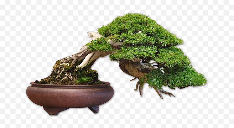 Aesthetics Of Bonsai Cruz Alicia - Bonsai Png,Bonsai Tree Png