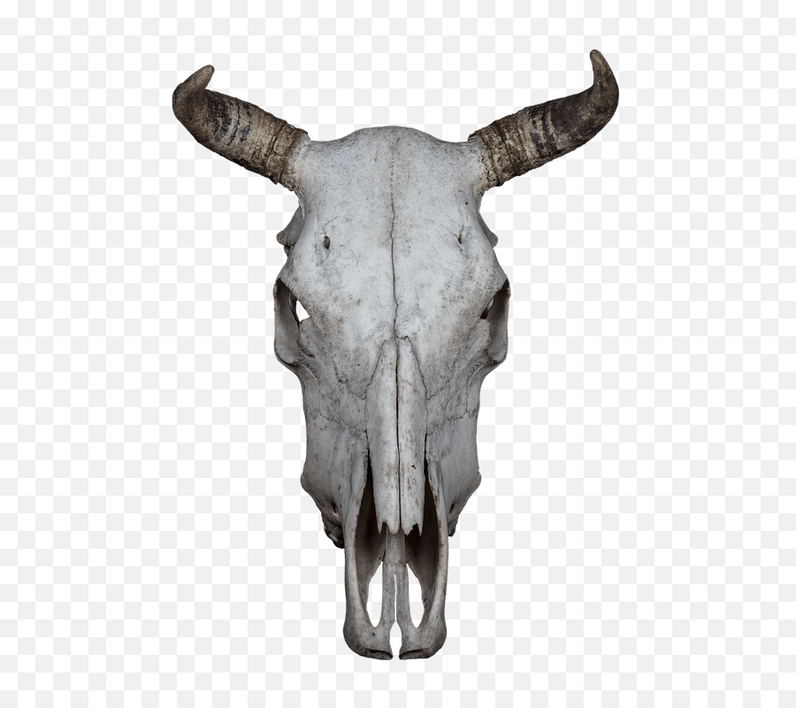 Download Hd Skull Bone Beef - Animal Skull Transparent Background Png,Bone Transparent Background