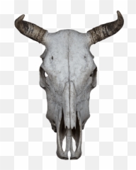 Download Hd Skull Bone Beef - Animal Transparent Background png