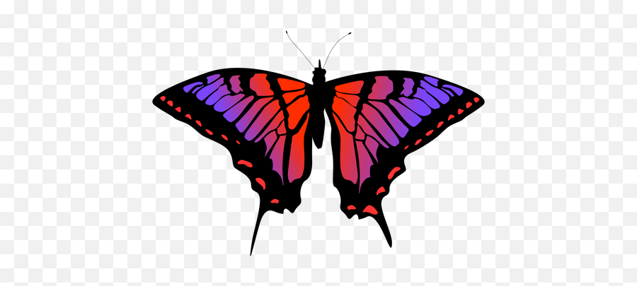 Butterfly Insect Vector Transparent Png U0026 Svg - Imagenes De Una Mariposa Png,Butterfly Icon Vector
