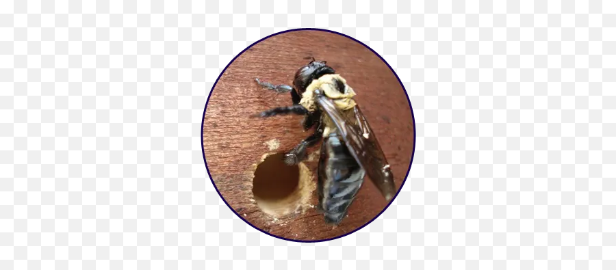 Termite Infestation Quest U0026 Pest Emmaus Pa - Carpenter Bee Fence Hole Png,Hoverfly Icon