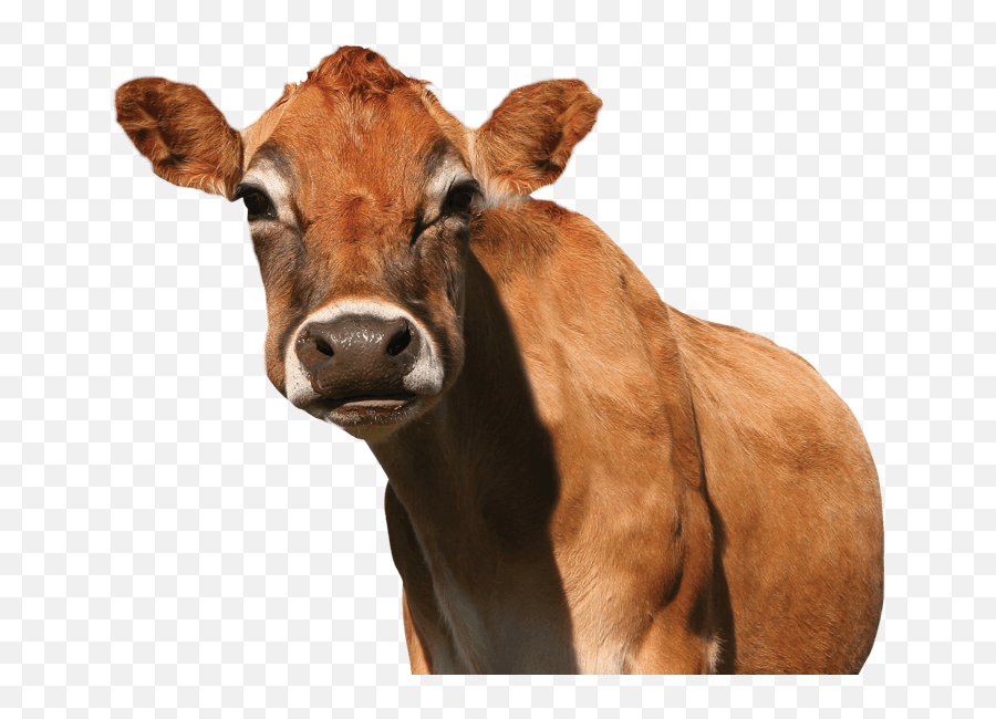 Download Meet The Jersey Cows Of Promised Land Dairy In Our - Promised Land Jersey Cows Png,Cow Emoji Png