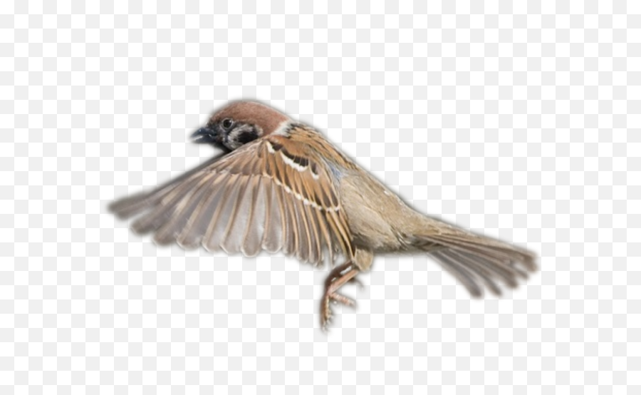 Sparrow Png Image Without Background - Flying Sparrow Png Transparent,Sparrow Png