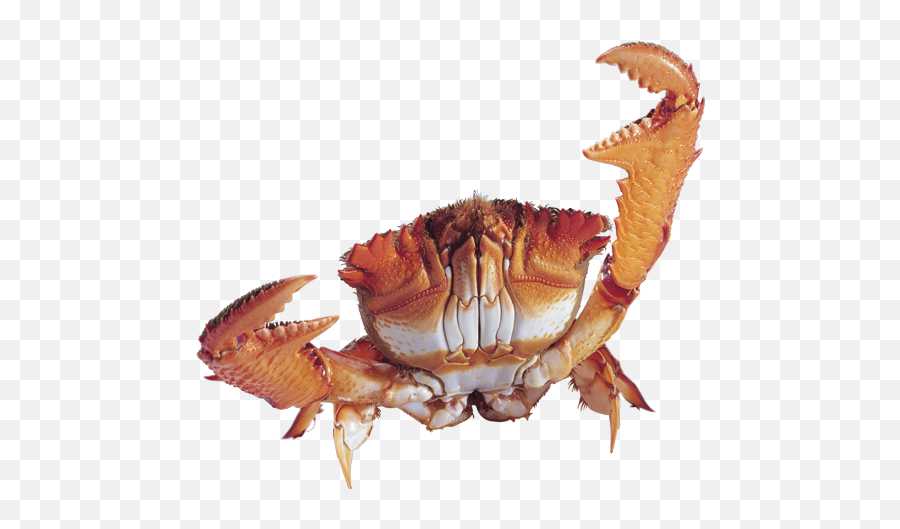 Crab Png - Png,Crab Transparent Background