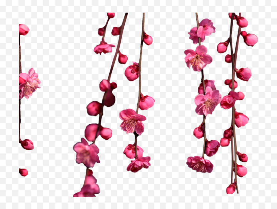 Share This Image - Hanging Cherry Blossom Png Clipart Full Hanging Cherry Blossom Png,Cherry Blossom Png