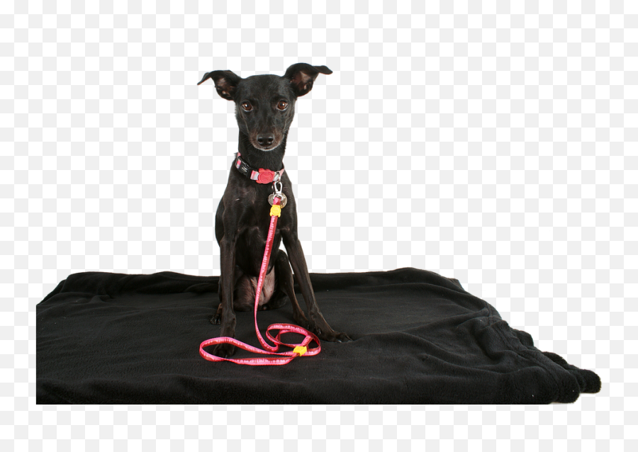 Dog Black Pet - Free Image On Pixabay Whippet Png,Black Dog Png