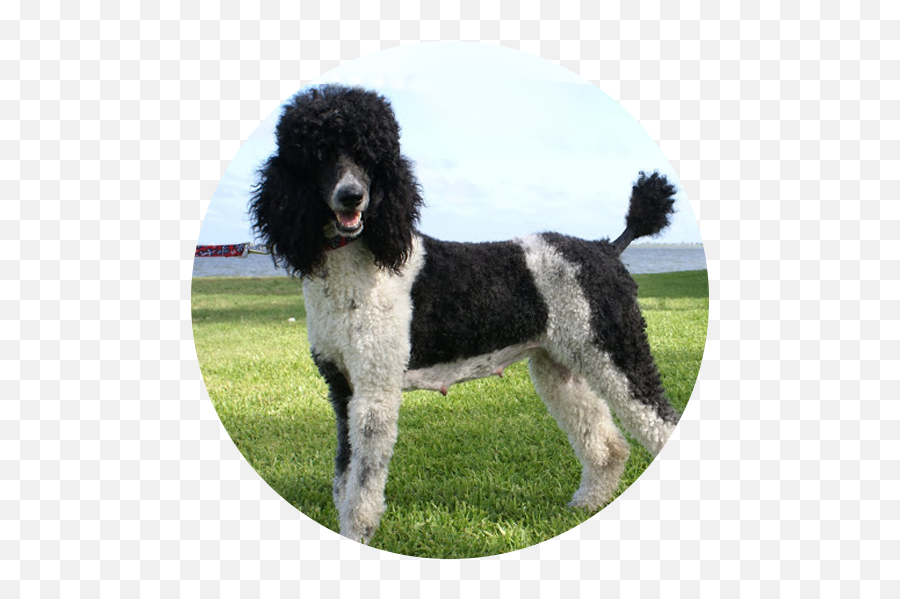 Standard Poodle Miniature Portuguese Water Dog - Water Dog Png,Poodle Png