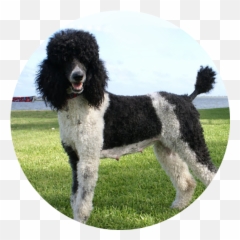 Standard Poodle Miniature Portuguese Water Dog - Water Dog Png,Poodle Png