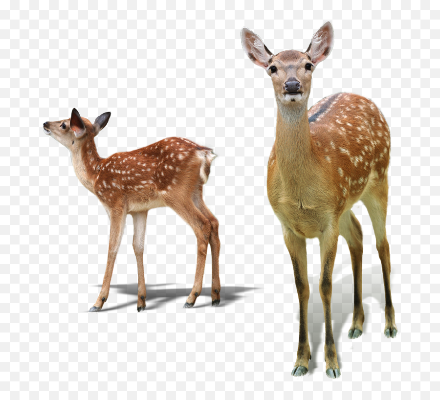 White - White Tailed Deer No Background Png,Baby Deer Png