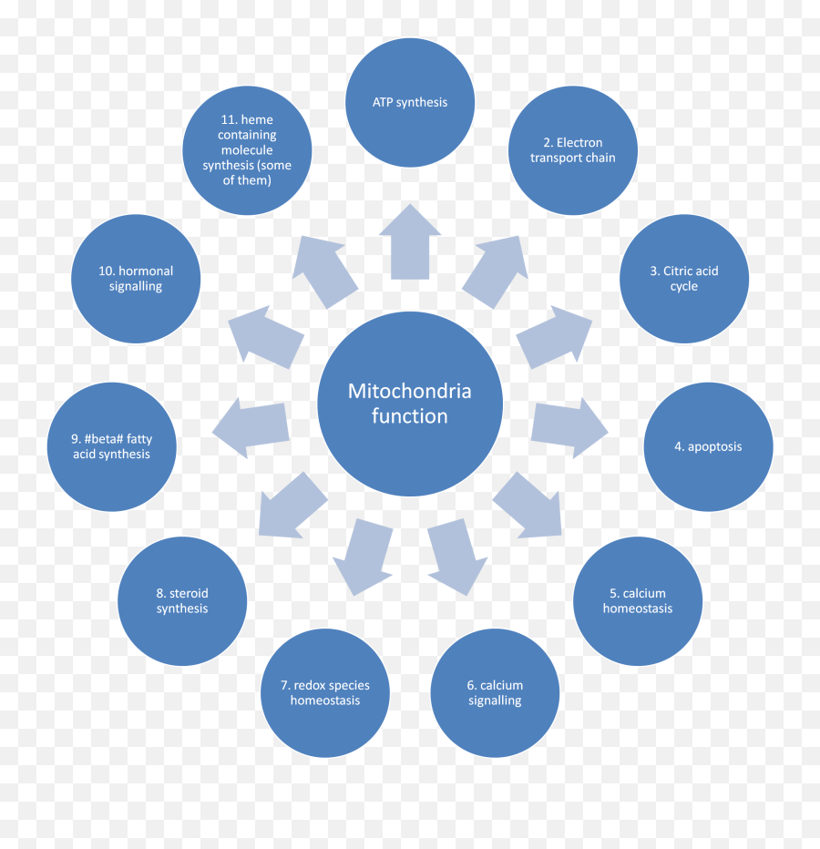 What Process Occurs In The Mitochondria Socratic - Geriatric Care Manager Png,Mitochondria Png