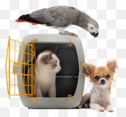 Taking Care Of Pets During A Disaster Security First - Viajar Com Animais Png,Pets Png