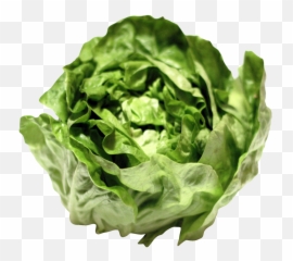 Lettuce Png Image - Png Lettuce,Romaine Lettuce Png