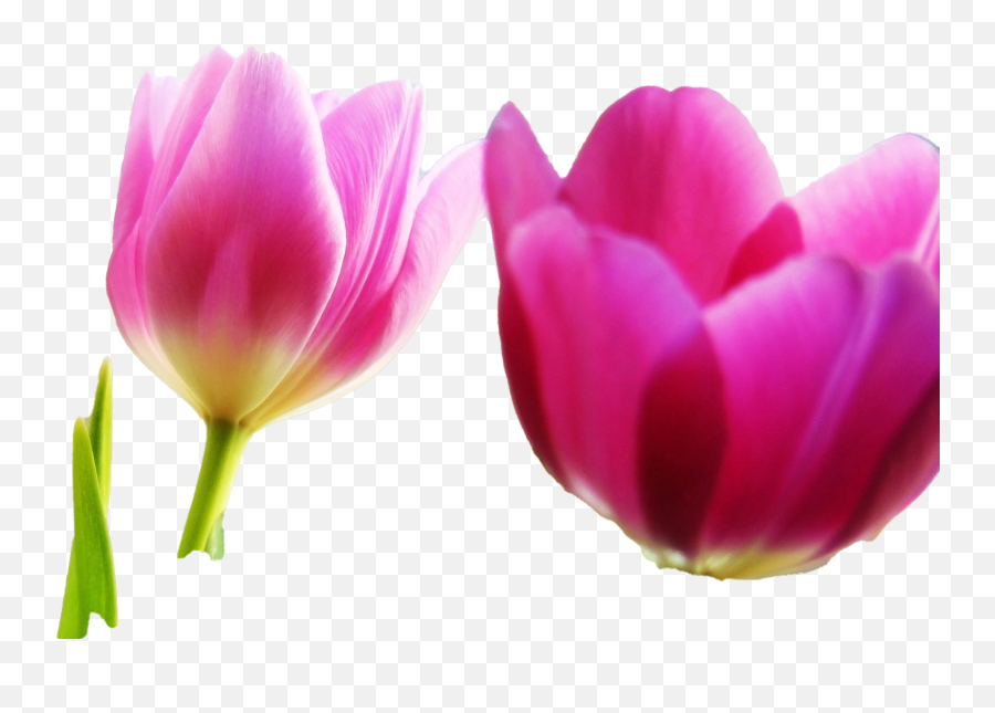 Tulip Png Image Hd Real - Spring Backgrounds,Tulips Transparent Background