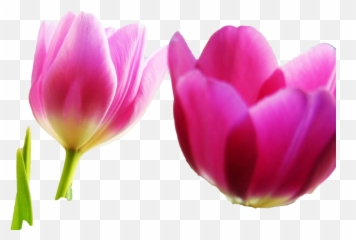 Tulip Png Image Hd Real - Spring Backgrounds