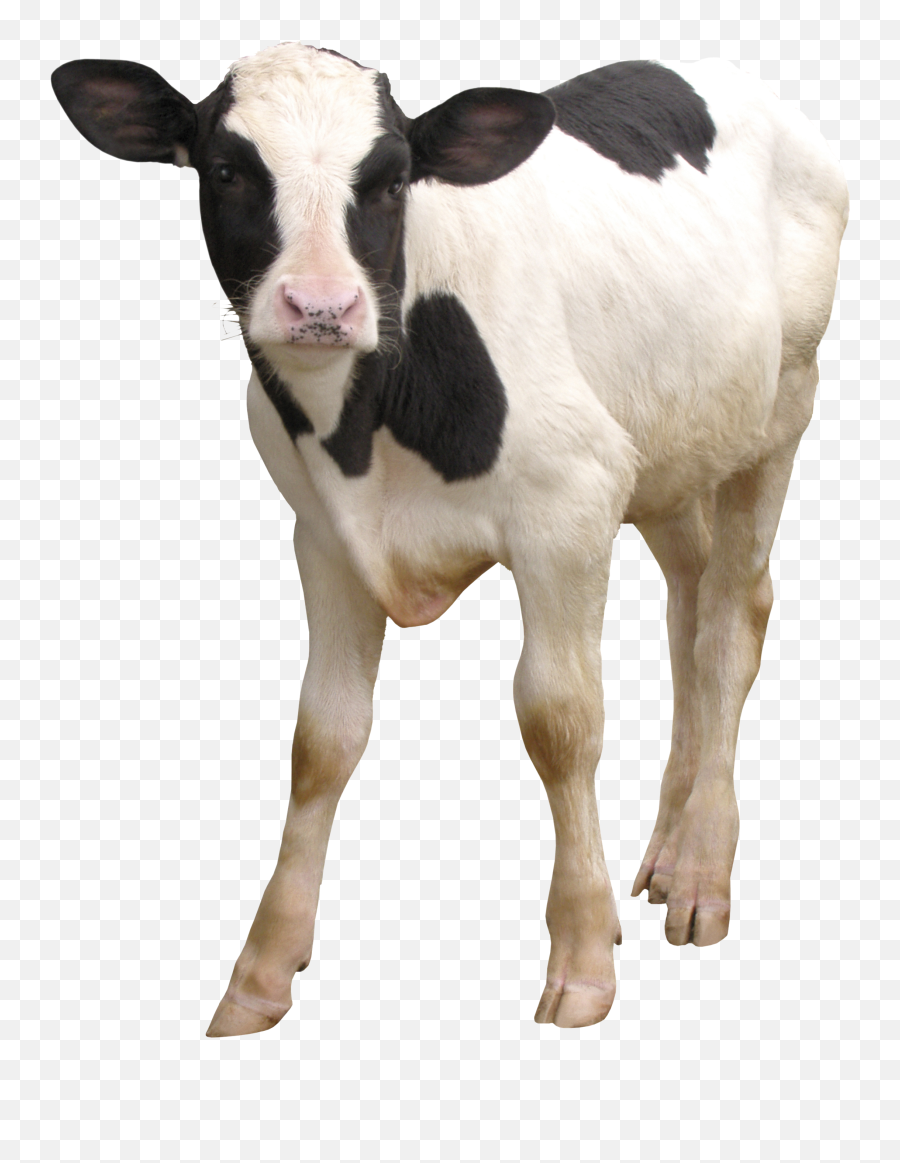 Download Hd Cow Png - Dairy Cattle Transparent Png Image Calf Png,Cattle Png