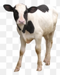 Download Hd Cow Png - Dairy Cattle Transparent Png Image Calf Png,Cattle Png