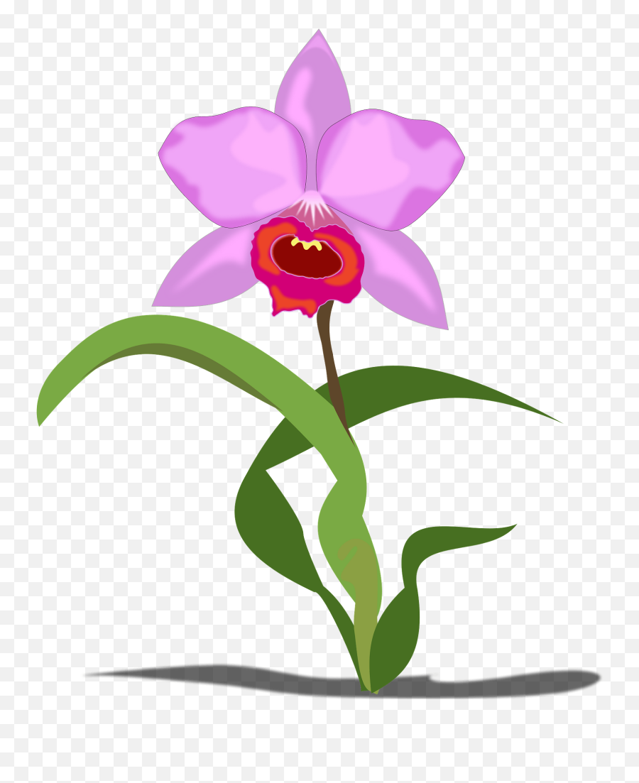 Purple Cattleya Orchid Clipart Free Download Transparent - Orchid Clipart Png,Orchids Png