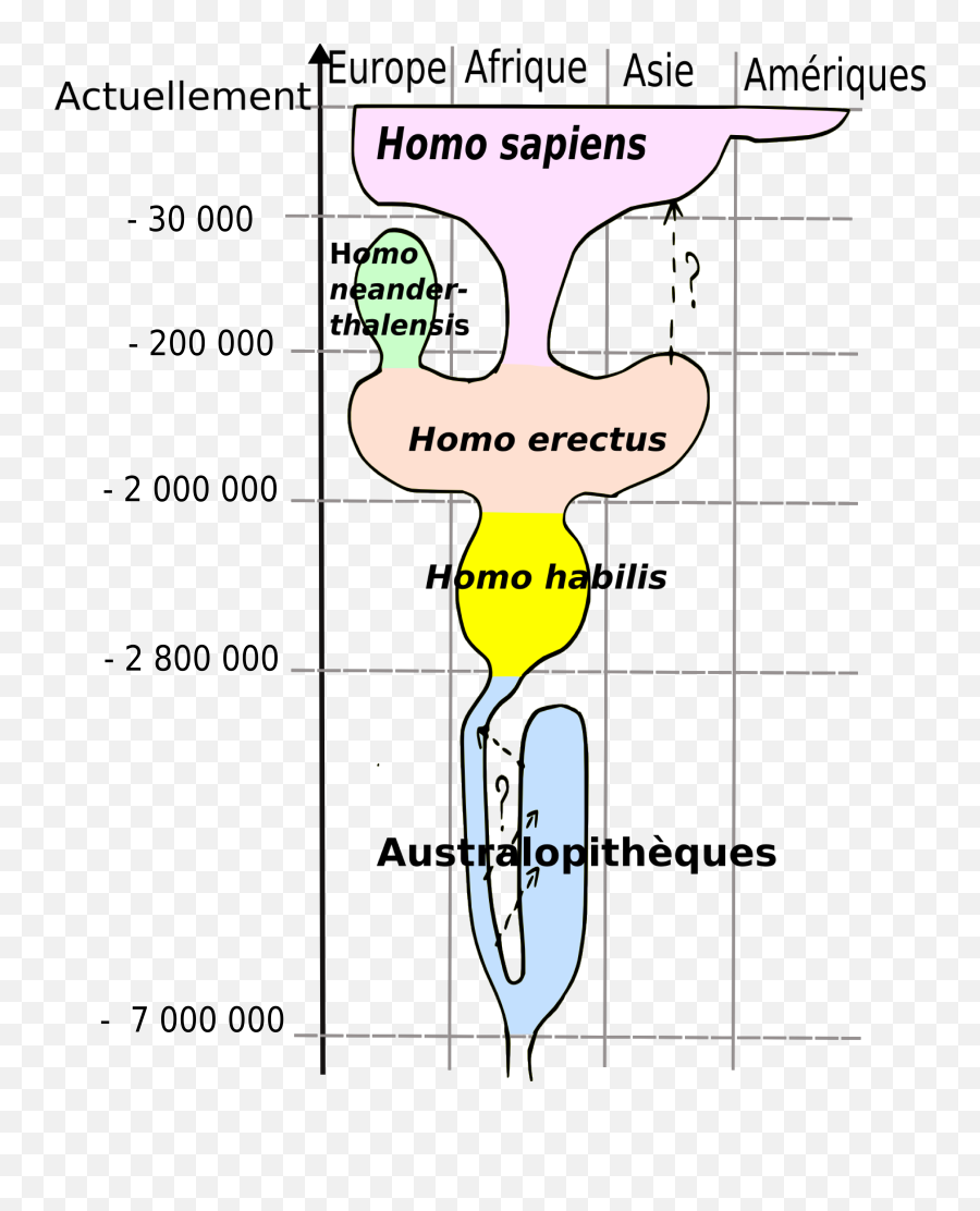 Human Evolution - Evolution Du Genre Homo Png,Evolution Png