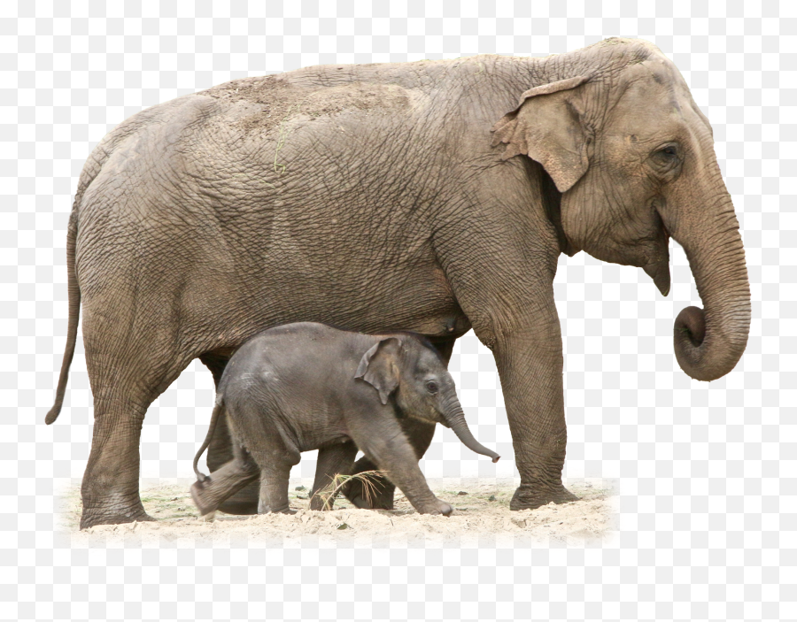 Elephant Png - Elephant With Baby Png,Circus Elephant Png