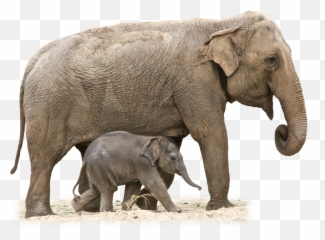 Elephant Png - Elephant With Baby Png,Circus Elephant Png