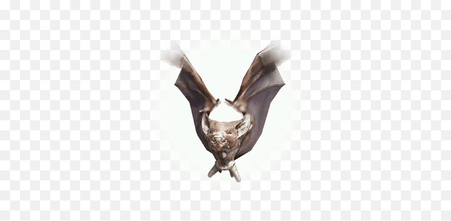 Bat - Bdo Codex Bat Png,Bats Icon