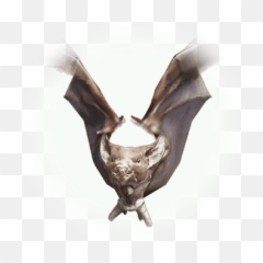 Bat - BDO Codex png