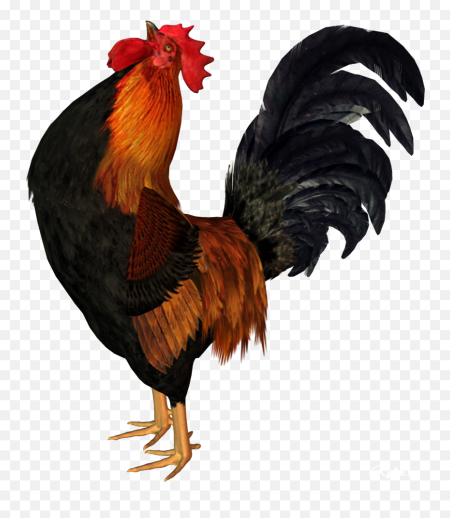 Cock Png Hd - Animated Rooster,Cockatiel Icon
