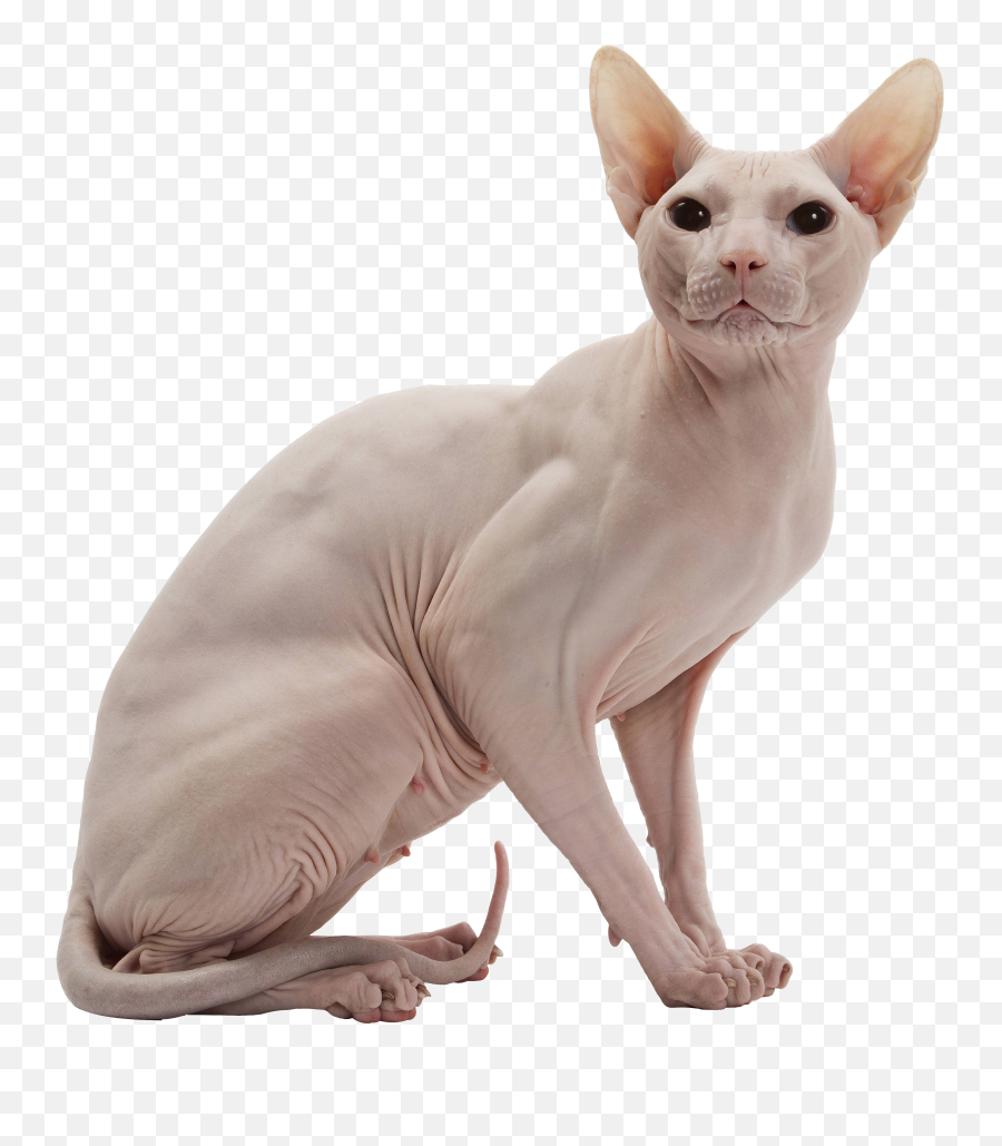 Cat - Sphynx Cat No Background Png,Cat With Transparent Background