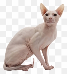 Cat - Sphynx No Background png
