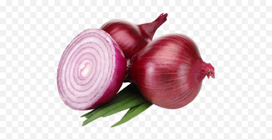 K V Rayllon Internationals - Red Onions Png,Onion Png
