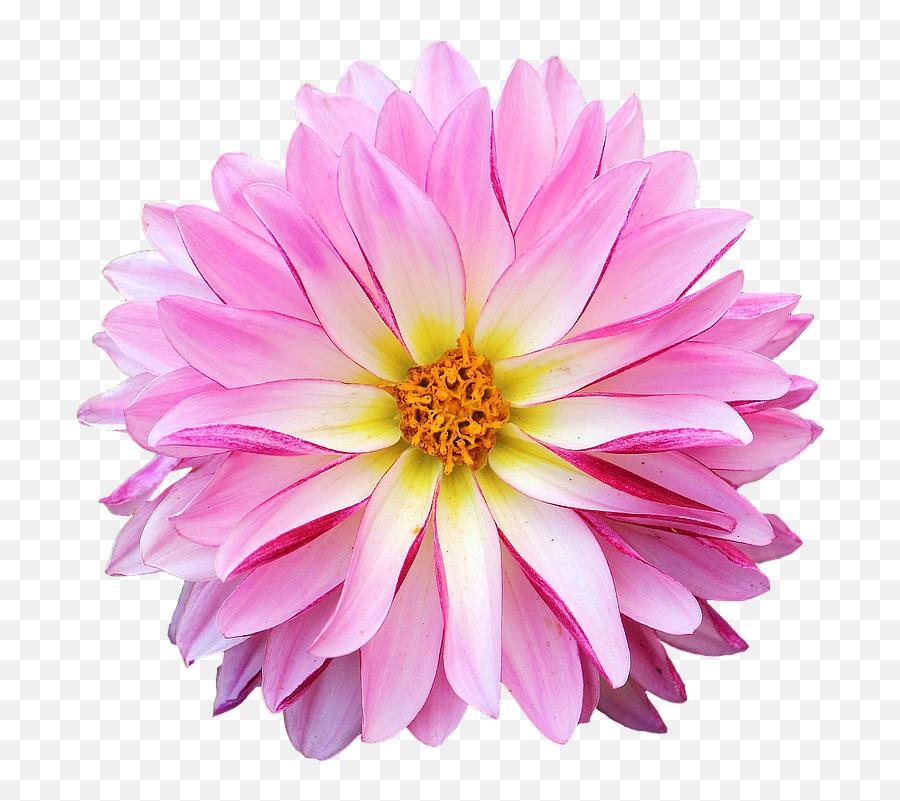 Hq Pink Daisy Png Hd Transparent Hdpng Images - Dahlia Flowers Png,Transparent Daisy