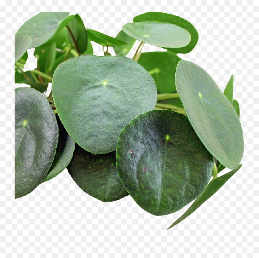 Chinese Money Plant Pilea Peperomioides Png Tree Icon