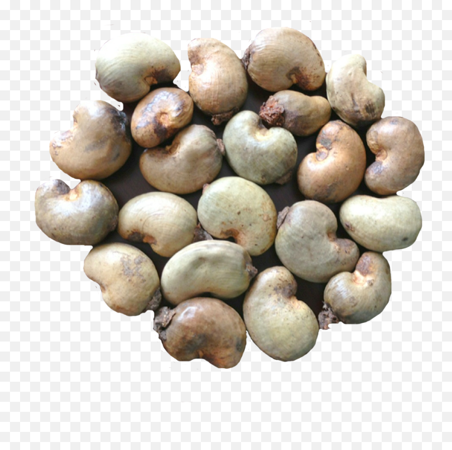 Download Export Quality Dried Raw - Processing Raw Cashew Nut Png,Cashew Png