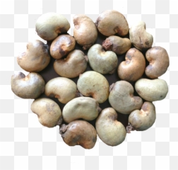 Download Export Quality Dried Raw - Processing Raw Cashew Nut Png,Cashew Png