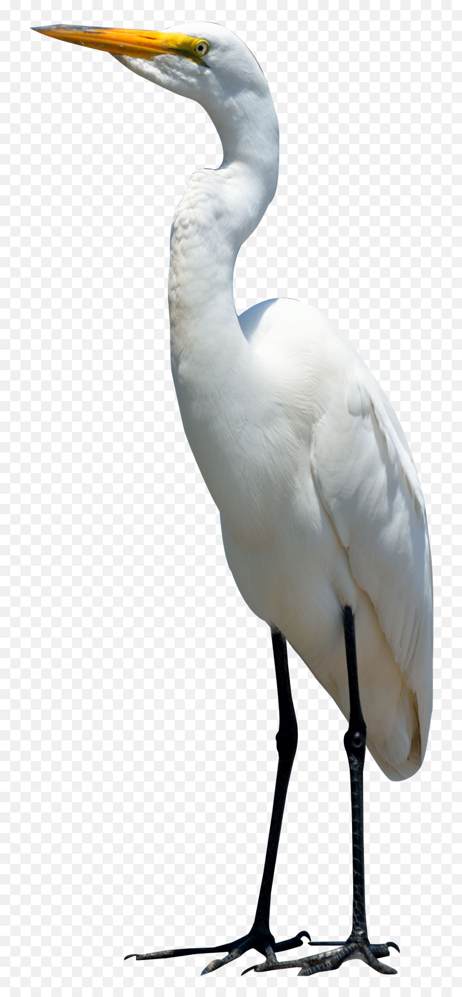 Egret Bird Png Image - Purepng Free Transparent Cc0 Png Crane Bird Transparent Background,Bird Flying Png