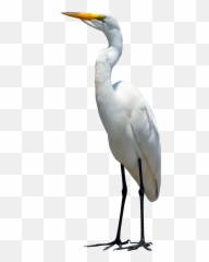 Egret Bird Png Image - PurePNG Free transparent CC0 Crane Transparent Background